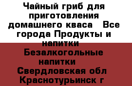 Чайный гриб для приготовления домашнего кваса - Все города Продукты и напитки » Безалкогольные напитки   . Свердловская обл.,Краснотурьинск г.